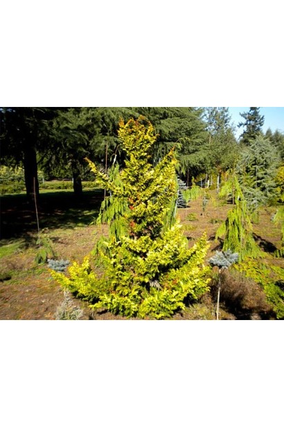 Пірамідальна форма кипарисовика Тетрагона Ауреа.